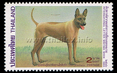 Beige Thai Ridgeback Dog