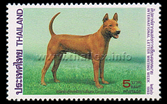 Red Thai Ridgeback Dog