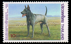 Blue-Grey Thai Ridgeback Dog