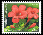Philippine Violet (Barleria Cristata)
