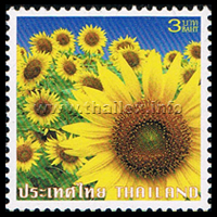 Pasak Cholasit Sunflowers (Helianthus annuus) in Lopburi