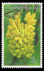 gluay khai (Musa sp. AA group, egg bananas)