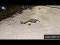 A Rice Paddy Snake's Nightly Road Crossing