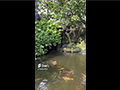Caf Amazon Garden Pool, Nong Hin, Loei
