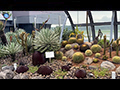 Changi Airport Cactus and Water Lily Gardens