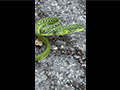 Green Vine Snake in Defence Mode