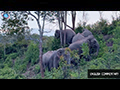 Khao Yai Wild Elephants
