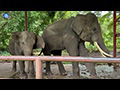Thai Elephants Conservation Centre Khao Yai