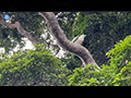 White-bellied Sea Eagle Nesting in Merbatu Tree