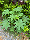 Castor Oil Plant