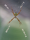 St. Andrew's Cross Spider (female)