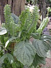 Sesame Leaves (Perilla)