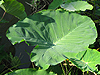 caladium leaves