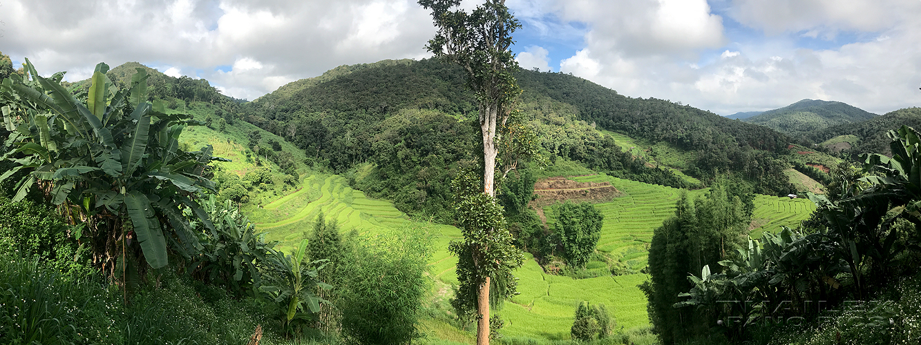 Sop Moei Rice Paddies, Mae Hong Son, Thailand