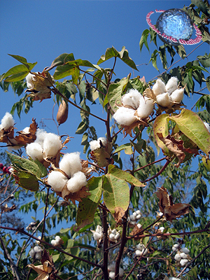 THAILEX - Thailand Travel Encyclopedia