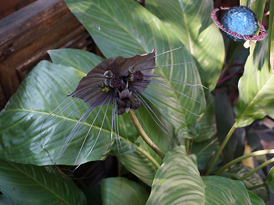 Black Bat Flower