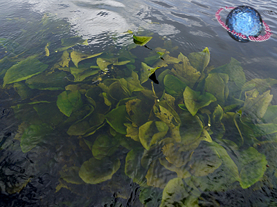 Inle Lake aquatic plant