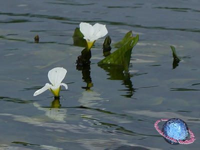 Inle Lake aquatic plant