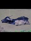 water buffalo