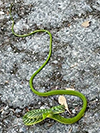 Green Vine Snake