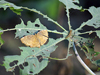 Common Castor and its caterpillars on Castor Oil Plant