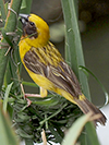 Asian Golden Weaver