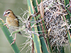 Asian Golden Weaver