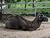 Bactrian Camel