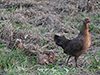 Bantam (female with chicks)