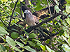 Barred Ground Dove