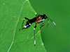 Black-and-white-banded Ichneumon Wasp