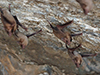 Black-bearded Tomb Bats