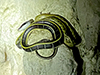 Black-tailed Rat Snake