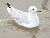 Brown-headed Gull (non-breeding plumage)