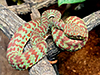 Brown-spotted Pit Viper