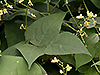 Butter Bean (plant)