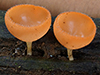 Champagne Mushrooms