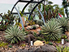 Changi Airport Cactus Garden