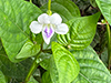 Chinese Violet