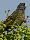 Collared Finchbill