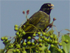 Collared Finchbill