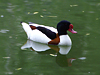 Common Shelduck