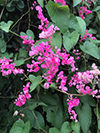 Coral Vine