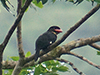 Dusky Broadbill