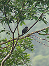 Dusky Broadbill