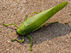 Giant False Leaf Katydid