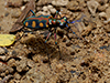 Golden-spotted Tiger Beetle