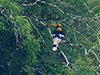 Great Hornbill in the wild (male)