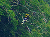 Great Hornbill in the wild (male)