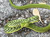 Green Vine Snake